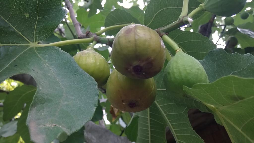 بيت ضيافة إديم تبليسي المظهر الخارجي الصورة